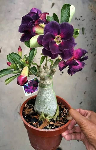 Adenium Desert Rose Live Flower Plant Tree Grafted For Sweet Home Decoration Gardening Hybrid Adeniu.jpg