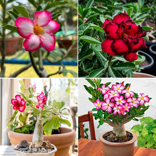 71QsHPsLAuL. AC UF1000,1000 QL80 .jpg