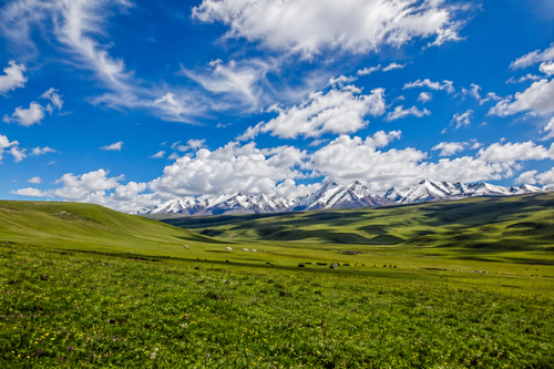 tibet grassland 1.png