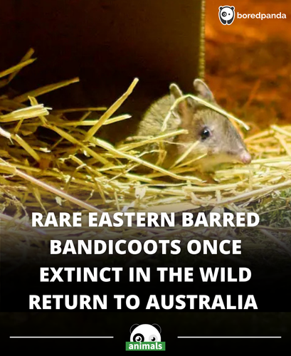548. Tiny, rare marsupial saved from extinction in ‘incredible,’ first ever recovery effort ‘A fight.png