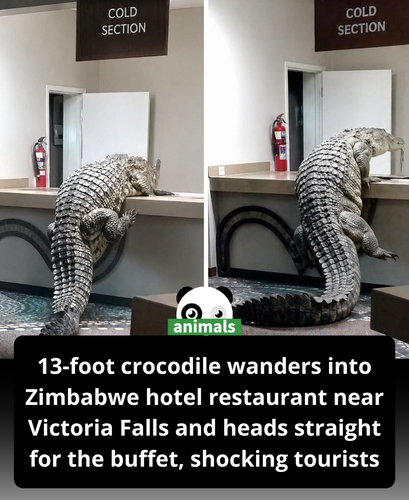 547. 13 Foot Long Crocodile Shocks Tourists as It Wanders Into Hotel Restaurant Looking for Food Bef.png