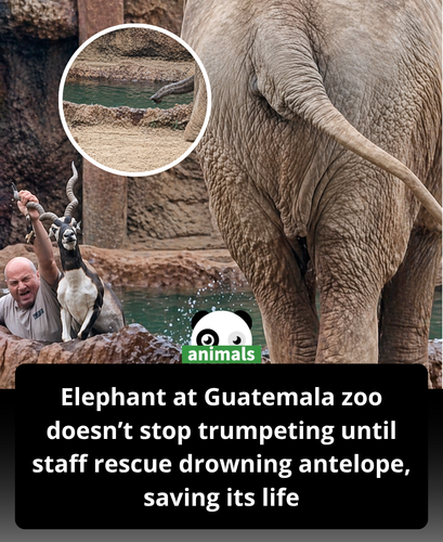 546. A drowning antelope was saved by zoo staff after an elephant roared to alert the danger in Guat.png