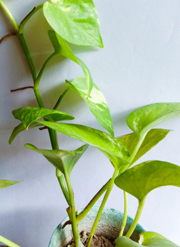 1fqXmni09APvUXIo5lSbqJdqsSJhkiaz5Mh0HOlRjFXdHepT4A8YQNbimcBVEoXwNo3mQmBGSNMjluRxxW0JTUbKsGNtk 2POW 4.jpg