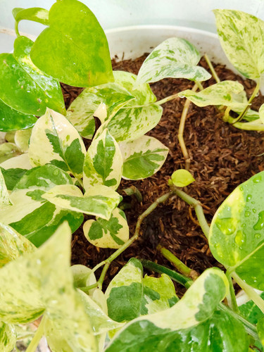 q34hOX2 1tn3SJ ztZww4Yvsc qLq q3j14oF7toysPstpkL3YeZexxKtXzQv10og9LWf6rIL0ma0x p1YgpPcYEmUKBZ0HYSnLR.jpg