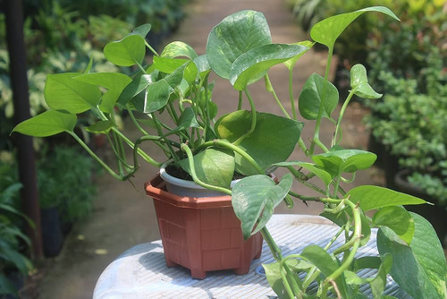 81YM QmE+KS. AC UF1000,1000 QL80 .jpg