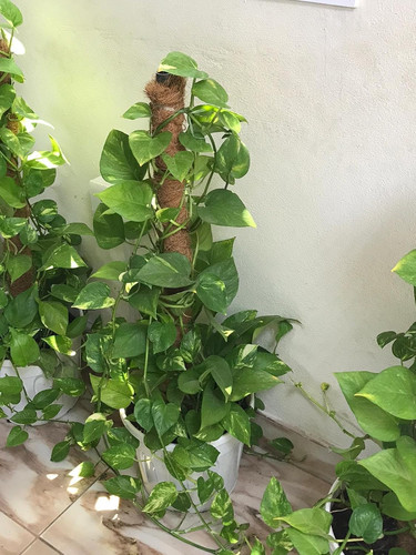 813o8HNWQpL. SL1500 .jpg