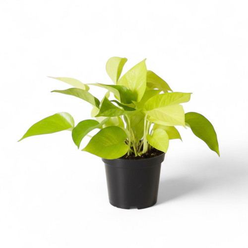 Money Plant Neon.jpg