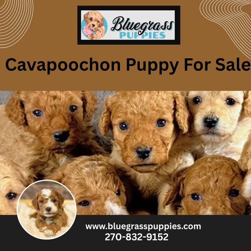 Cavapoochon Puppy For Sale.jpg