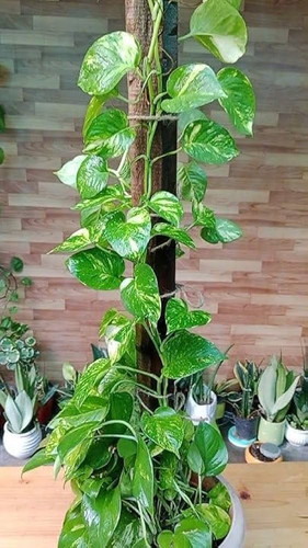 61EcAiTP9QL. AC UF1000,1000 QL80 .jpg