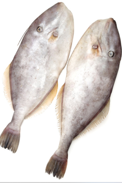 Volvo Fish / Leather Jacket 1Kg , Slice Cut Whole cleaned, Gross Weight Before Cleaning/Cutting 