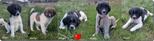 Galerie Havi, Holly, Hugo, Molly, Nawi.jpg