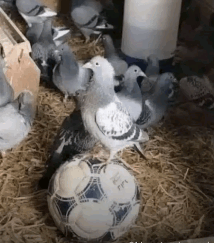 df37814cf8a5.gif