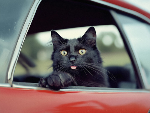 gratisography cool car cat 1035x780.jpg