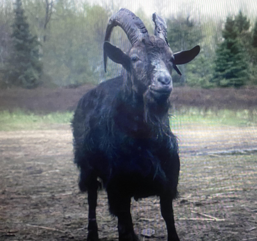 BlackPhillip.png