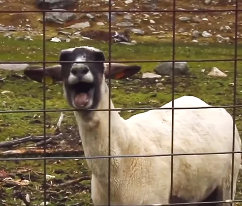ScreamerGoat.png