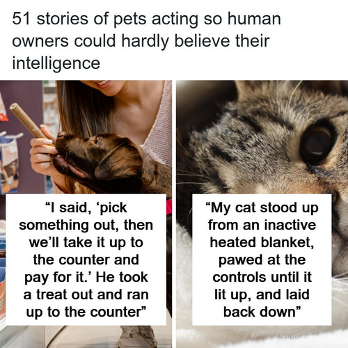 most human thing pets ever done.jpg