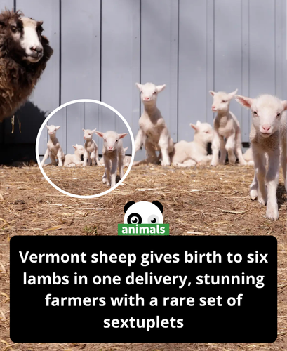 555. Rare Sextuplet Lambs Born to Vermont Sheep Expecting Only 2 Babies.png