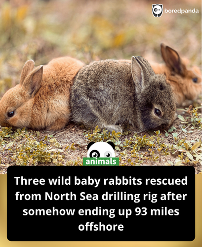 566. 2 Wild Rabbits Caught ‘Running Around’ Ocean Drilling Rig Located 93 Miles from Land.png