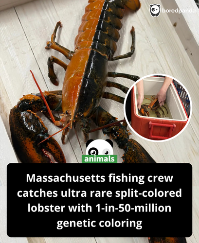 567. ‘Extraordinarily rare’ split colored lobster caught in East Coast waters — a one in 50 million .png