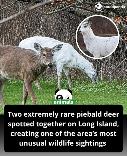 556. Extremely rare piebald deer couple found roaming Long Island.png