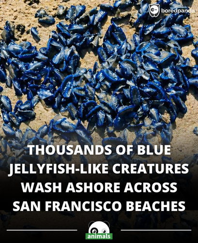 554. Thousands of Mysterious Blue Creatures Wash Up on San Francisco Beach.png