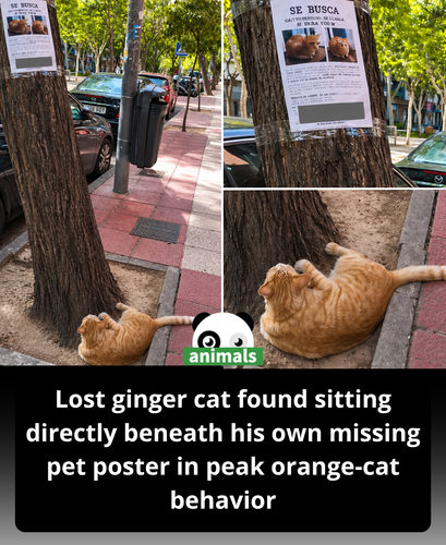 558. A missing ginger cat was found in a moment that feels almost too ironic to be real, capturing a.png