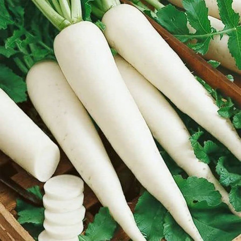 11 mulo seeds white radish mooli seeds moonqulty original imahgxcrtc9qtkp6.jpg