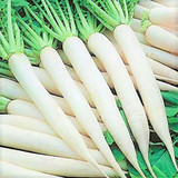 tamransh srida radish mooli muli seed 50 seeds product images orv2ck1ko2r p598892977 0 202302271928.jpg