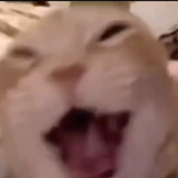videoframe 3396.png