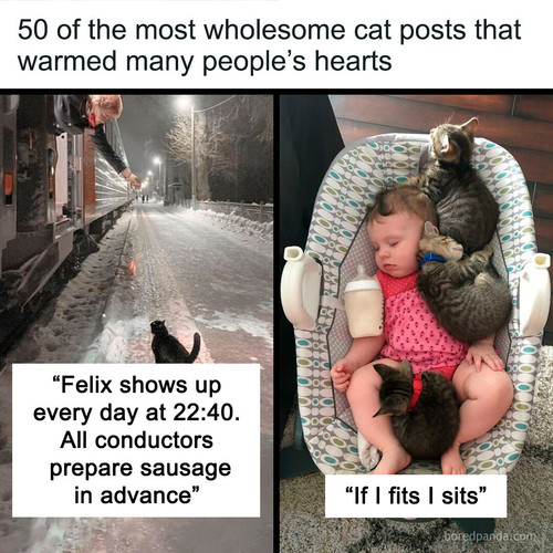 cats animals funny.jpg