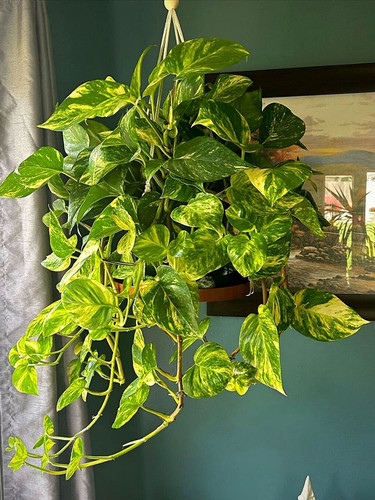 Golden Pothos plant hanging frm the ceiling.jpg