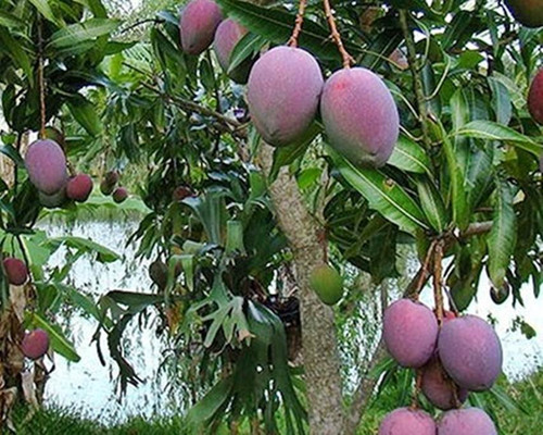 Mangga Kasturi Endemik Kalimantan Selatan yang Hampir Punah.jpg