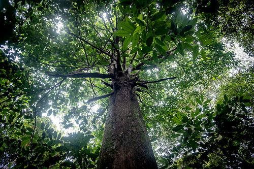Pohon ulin berusia puluhan tahun di Bukit Peramun Belitung. Foto Nopri Ismi Mongabay Idnonesia.jpg