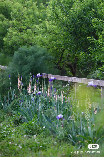 garden reference.jpg