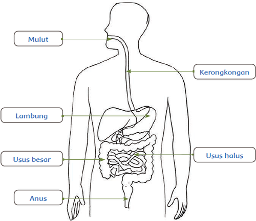 organ pencernaan manusia.png
