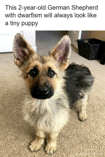 ranger adult german shepherd looks like puppy.jpg