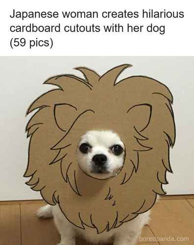 dog costume cardboard cutouts myouonnin.jpg