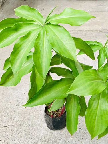 no perennial no insuline plant 1.jpg