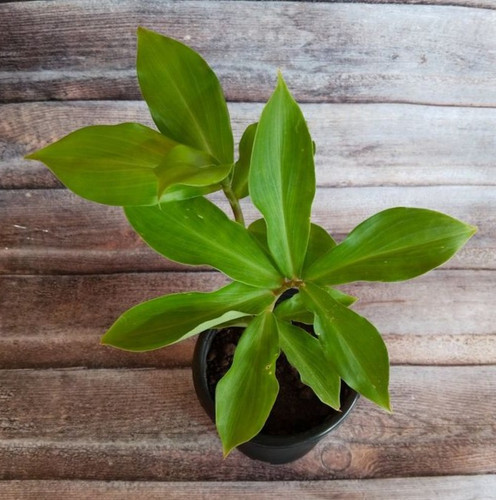 insulin plant (2).jpg