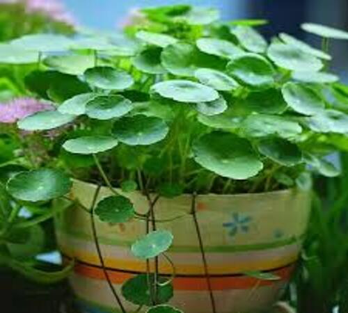 Green Centella4.jpg