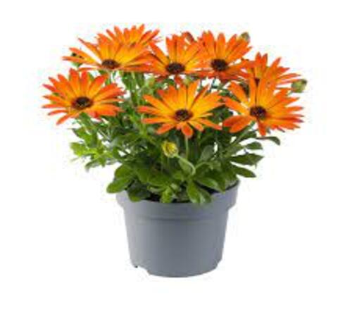orange Osteospermum4.jpg