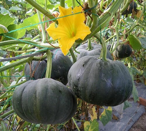 Black Pumpkin14.jpg