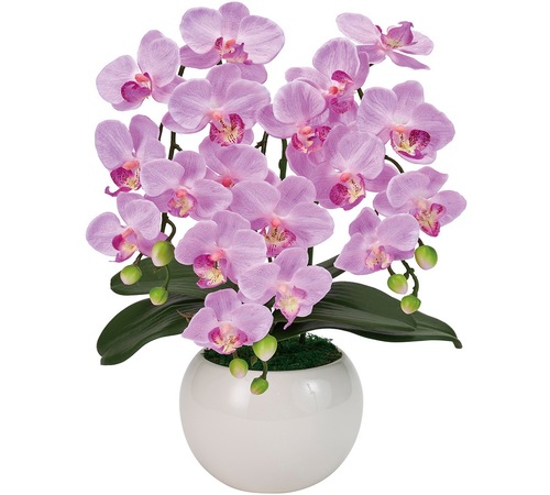 Lavender Orchid 14.jpg