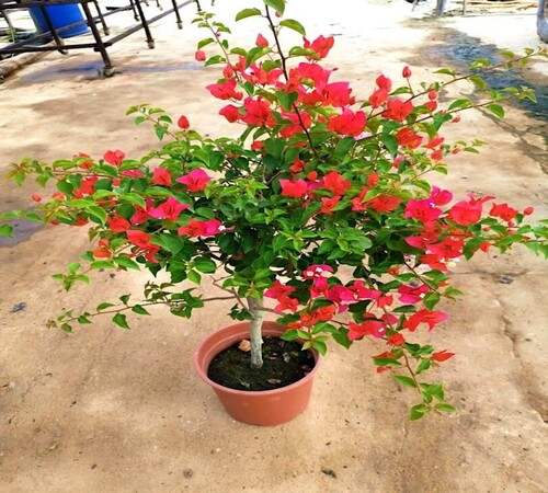 Red Bougainvillea 3.jpg