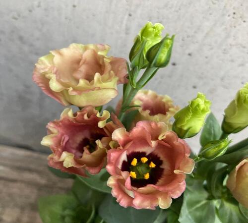 Mixed Eustoma3.jpg