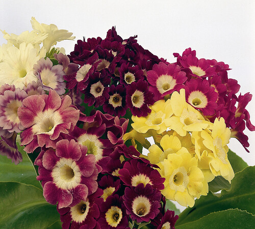 Mixed Auricula 4.jpg