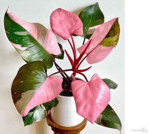 pink Monstera2.jpg