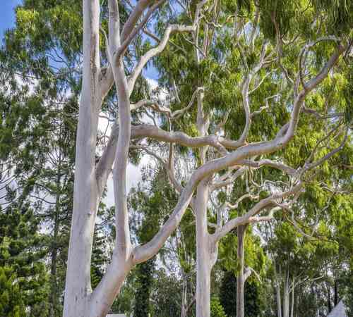 Green Eucalyptus3.jpg