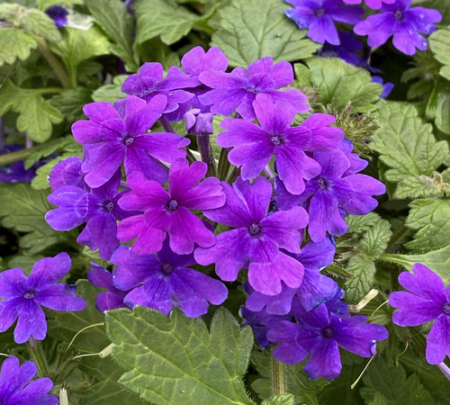 Violet Verbena5.jpg
