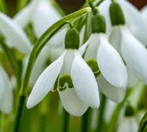 White Galanthus Nivalis4.jpg